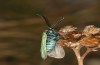 Jordanita tenuicornis: Male (e.o. rearing, Italy, Sicily, Trapani, San Vito lo Capo, oviposition on 5./6. May 2024) [S]